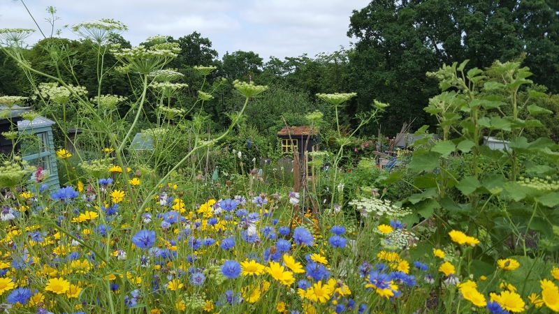 Ally Pally Allotments